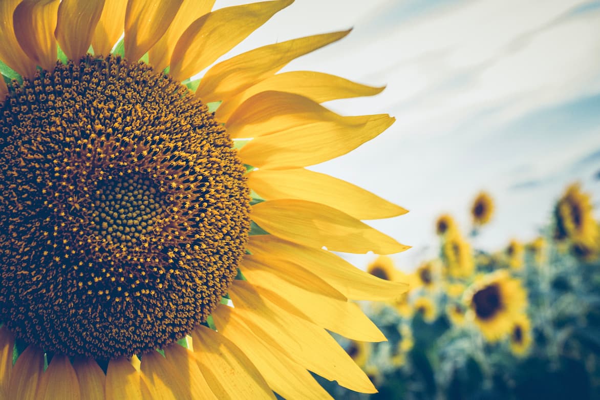 Closeup de girasol con mas girasoles de fondo