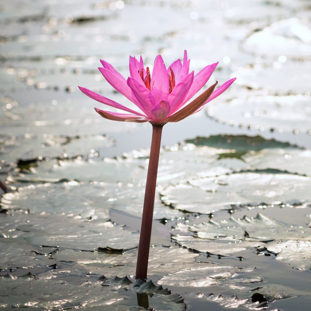 Flor de loto sobre un lago con el sol de fondo
